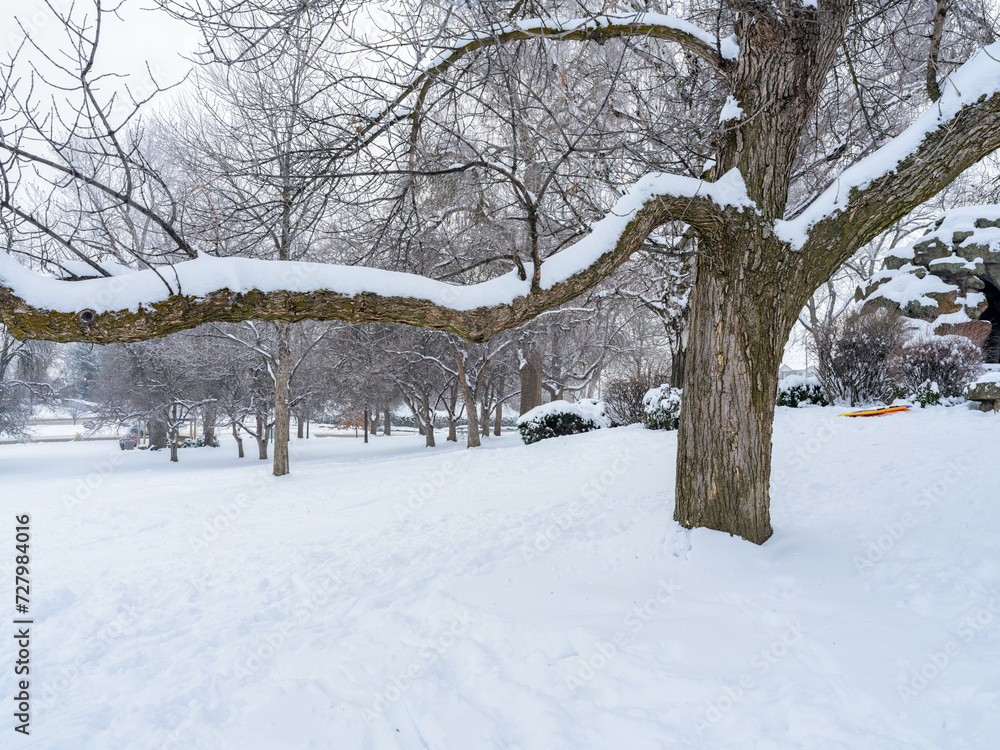 Old tree with large limb in winter at a city park