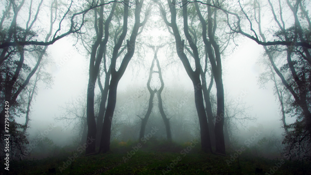 A mystical mirrored image of trees in a spooky atmospheric foggy winters forest. A mystical mirrored image of trees in a spooky atmospheric foggy winters forest.
