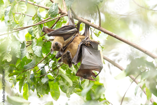Bild auf Leinwand Straw coloured fruit bat on tree in Uganda