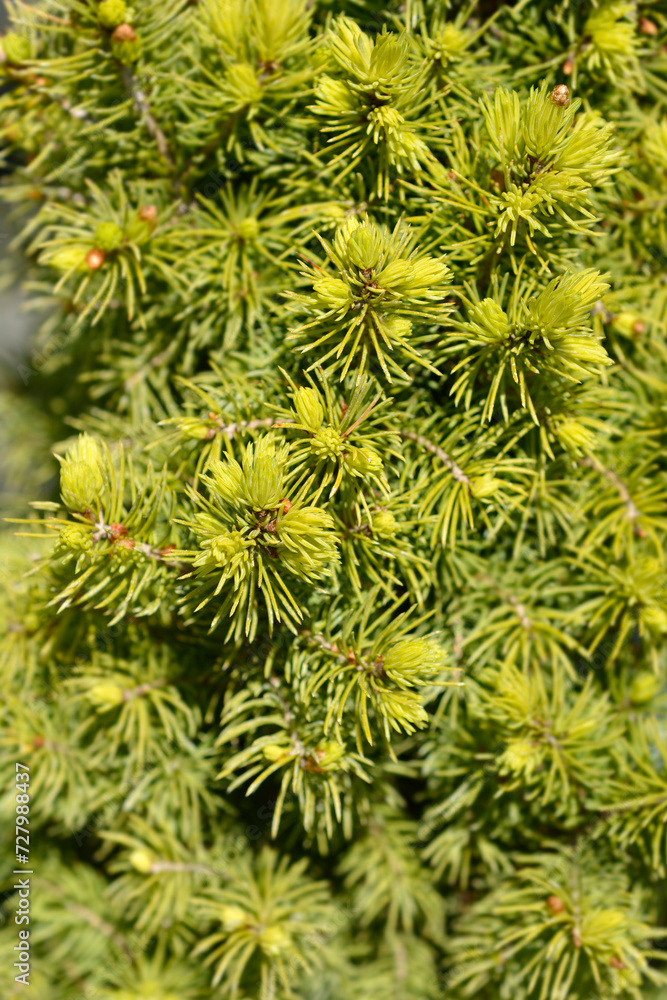 White spruce J.W. Daisys White branches White spruce J.W. Daisys White branches