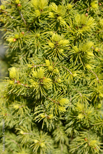 White spruce J.W. Daisys White branches