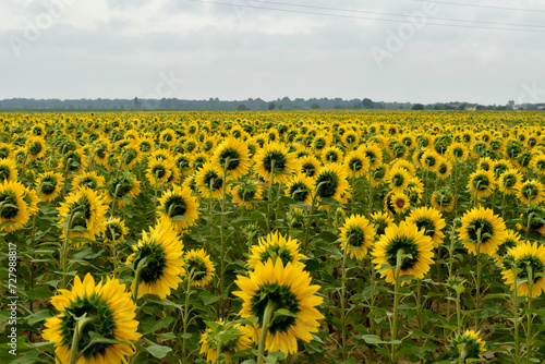 Fototapeta Naklejka Na Ścianę i Meble -  A field of yellow blooming sunflowers.