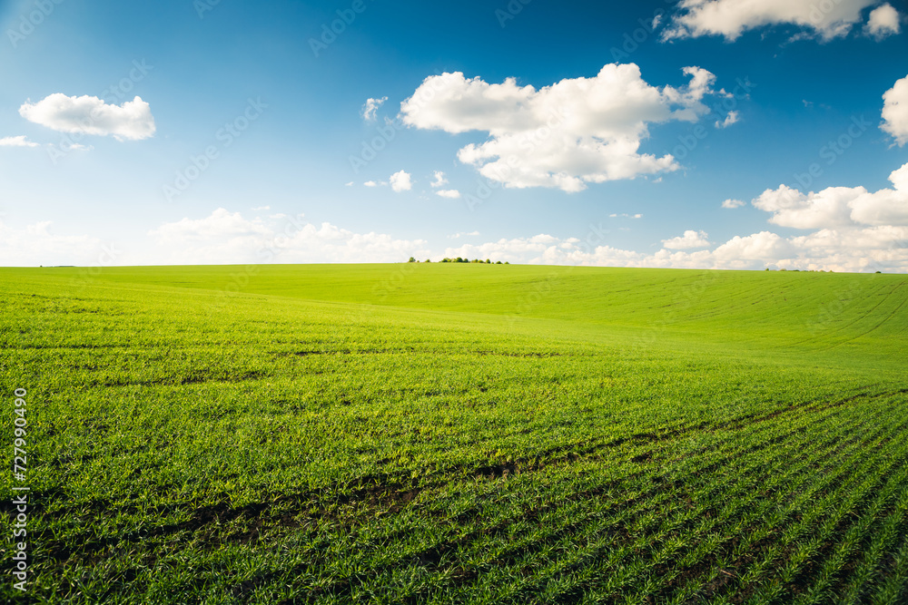 Idyllic green wavy field and blue sky with clouds background. Idyllic green wavy field and blue sky with clouds background.