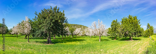 Verdant Springtime Splendor: Blossoming Almond Trees in Panoramic Orchard
