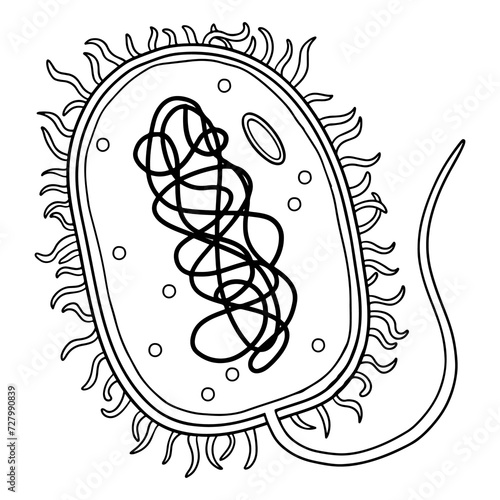The structural of prokaryotic cells.