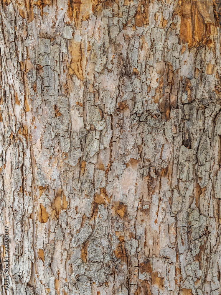 The texture of the bark of an old apple tree The texture of the bark of an old apple tree
