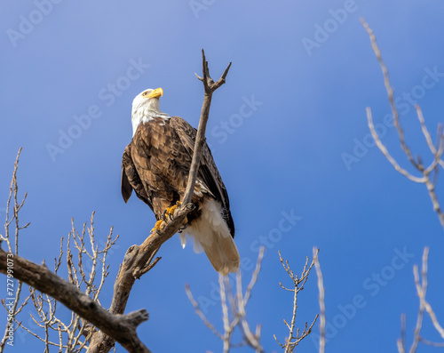 A female Bald Eagle perches majestically on a small branch.
