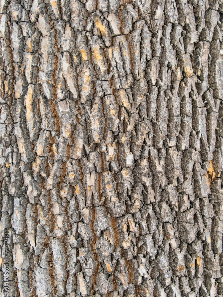 Bark texture and background of a old tree trunk. Detailed bark texture. Bark texture and background of a old tree trunk. Detailed bark texture.