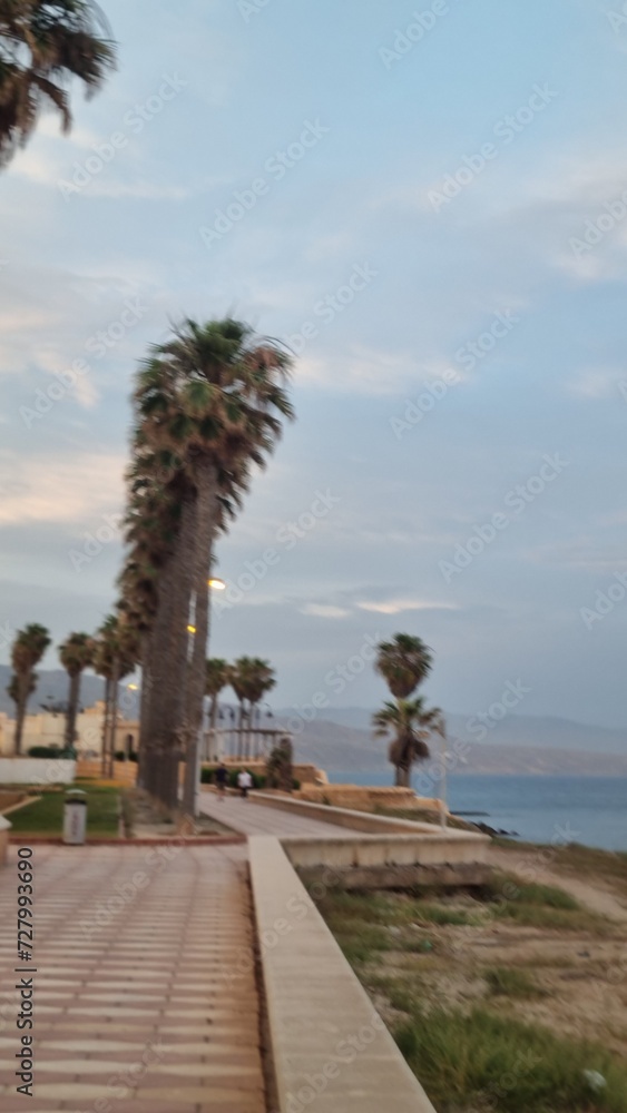 Fototapeta premium trees on the beach