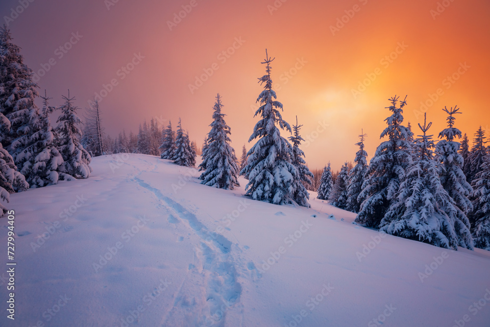 Fototapeta premium Fabulous winter sunset in the mountains with frosty fir trees.