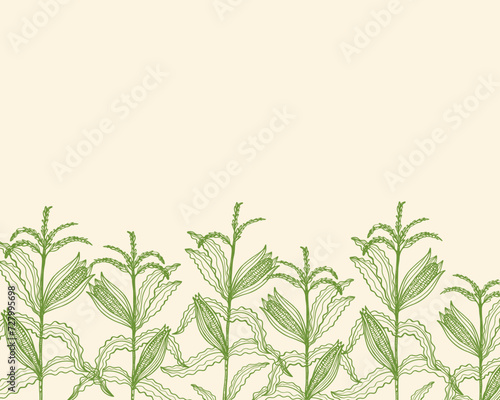 Corn field banner hand drawn engraved sketch background vector illustration. Card template silhouette corn cobs plants vintage style, healthy food grain harvest design for flyer, label,  print, paper