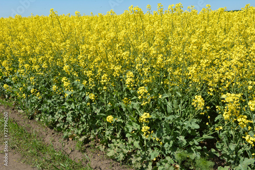 In spring, winter rape blooms in the field