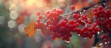 Red Viburnum Berries Glistening with Raindrops in an Enchanting Autumn Landscape