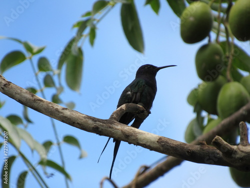 Hummingbird resting on the branch. Beautiful small black bird.