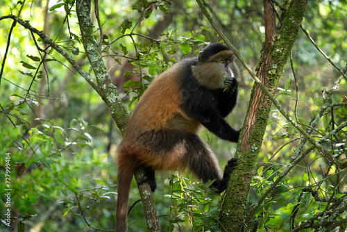 Photography Golden monkey in Mgahinga National Park