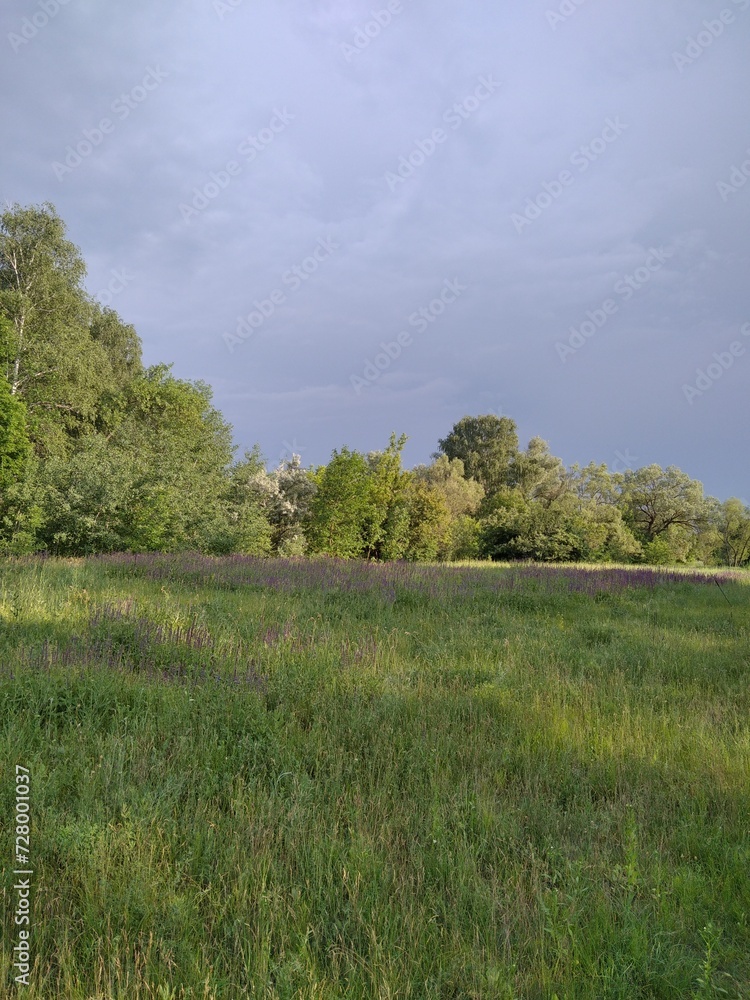 Fototapeta premium landscape with trees