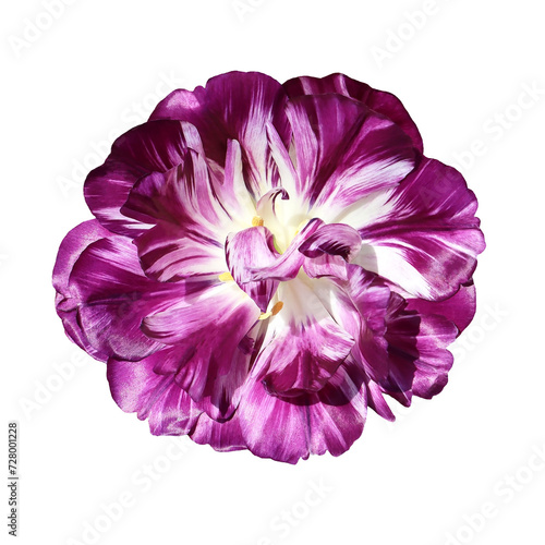 Fototapeta Naklejka Na Ścianę i Meble -  Burgundy terry tulip flower isolated on white background