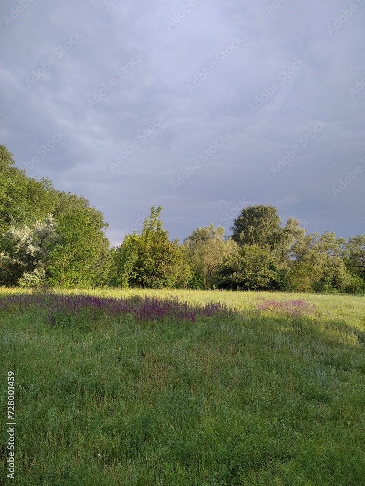 Obraz premium landscape with trees