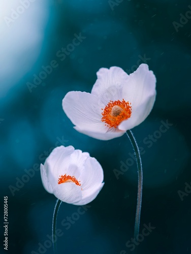 Macro of two white Japanese anemone flowers. Vibrant teal blue contrasting background with soft focus, blurred elements and bokeh bubbles. Bright subject against dark and moody background (ID: 728005445)