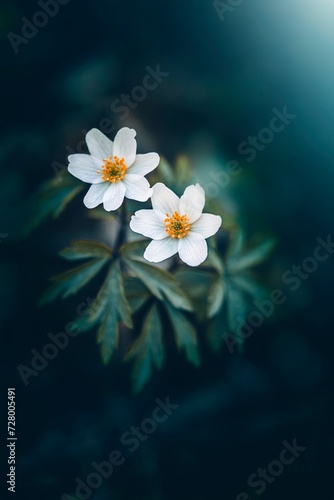 Macro of two Wood anemone flowers (Anemone nemorosa) against blurred out-of-focus background with trees, light, bokeh and other flowers. Early Spring flower scenery (ID: 728005491)