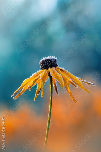 Macro of a single frosty rudbeckia flower. Shallow depth of field. Dreamy blue background with bokeh. A photo of early first frost (ID: 728005497)