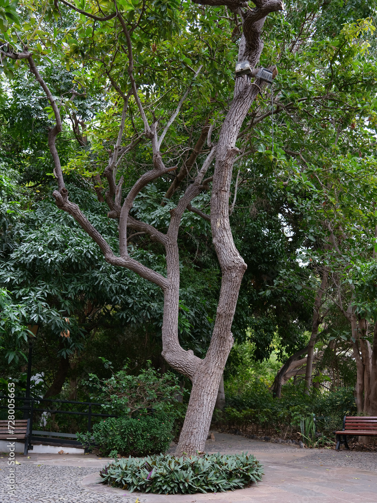 Obraz premium Trees and foliage on stone floor in botanical garden huerto de las flores, Agaete,Gran Canaria, Spain
