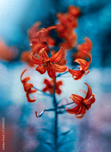 Close up of red lily flowers. Vibrant teal blue contrasting background with soft focus, blurred elements and bokeh bubbles. Bright colorful subject against dark and moody background (ID: 728005632)