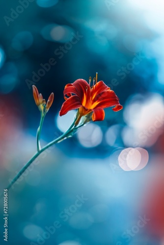 Close up of a single red daylily flower. Vibrant teal blue contrasting background with soft focus, blurred elements and bokeh bubbles. Bright colorful subject against dark and moody background (ID: 728005676)