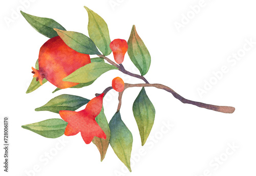 Pomegranate branch with flowers and fruits. Botanical illustration. White background