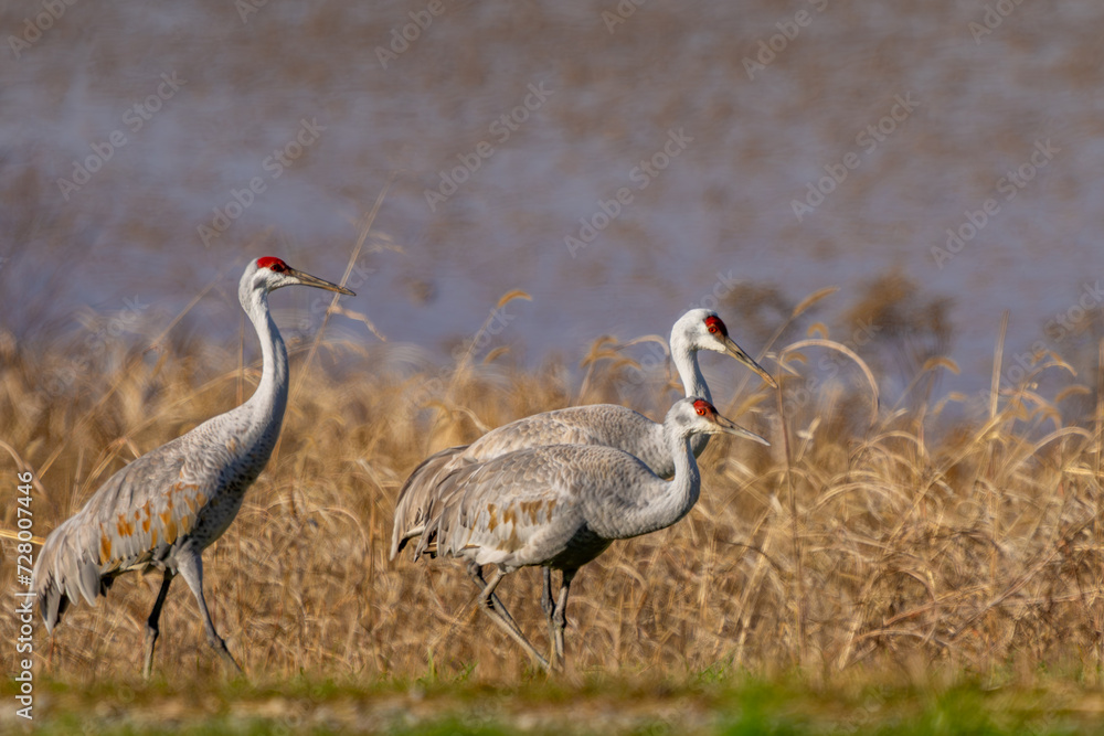 Obraz premium Sandhill Cranes Walking