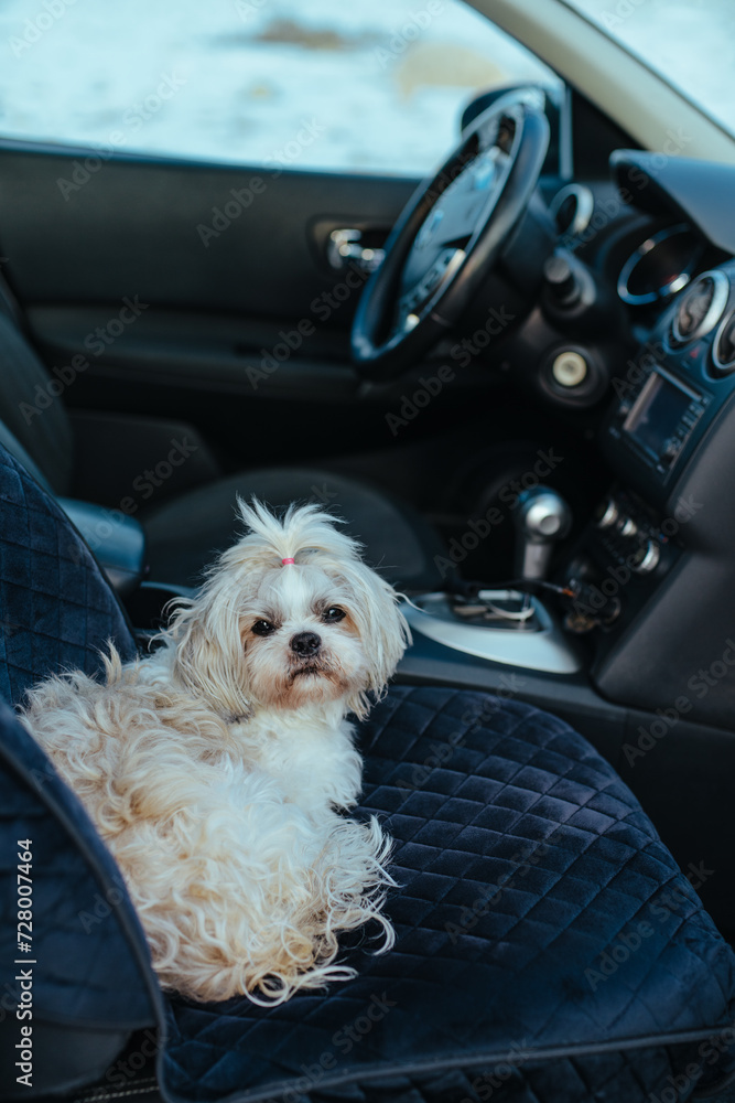 Cute shih tzu dog sitting in car seat Cute shih tzu dog sitting in car seat