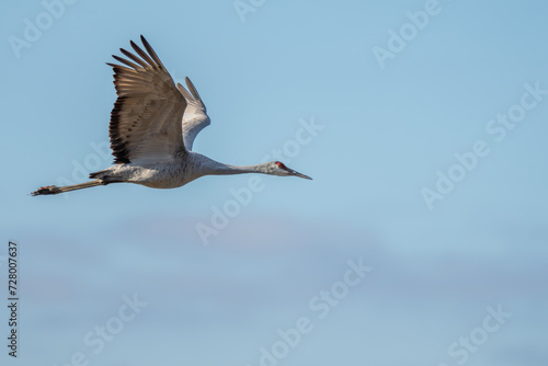 Sandhill Crane in Flight © Gordon