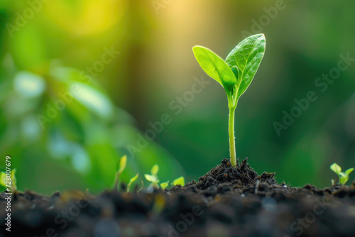 Small baby plant grows from the soil from seed. Symbol of new life