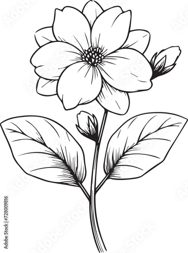 Jasmine isolated, hand-drawn floral element. vector illustration bouquet of jasmine, sketch art beautiful white jasmine flower tattoo, coloring page for adults, vintage jasmine drawing, white gerdenia