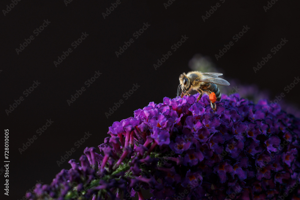 Pracująca Pszczoła  - obrazy, fototapety, plakaty 