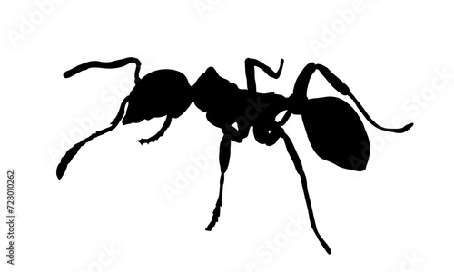 ant silhouette - vector illustration