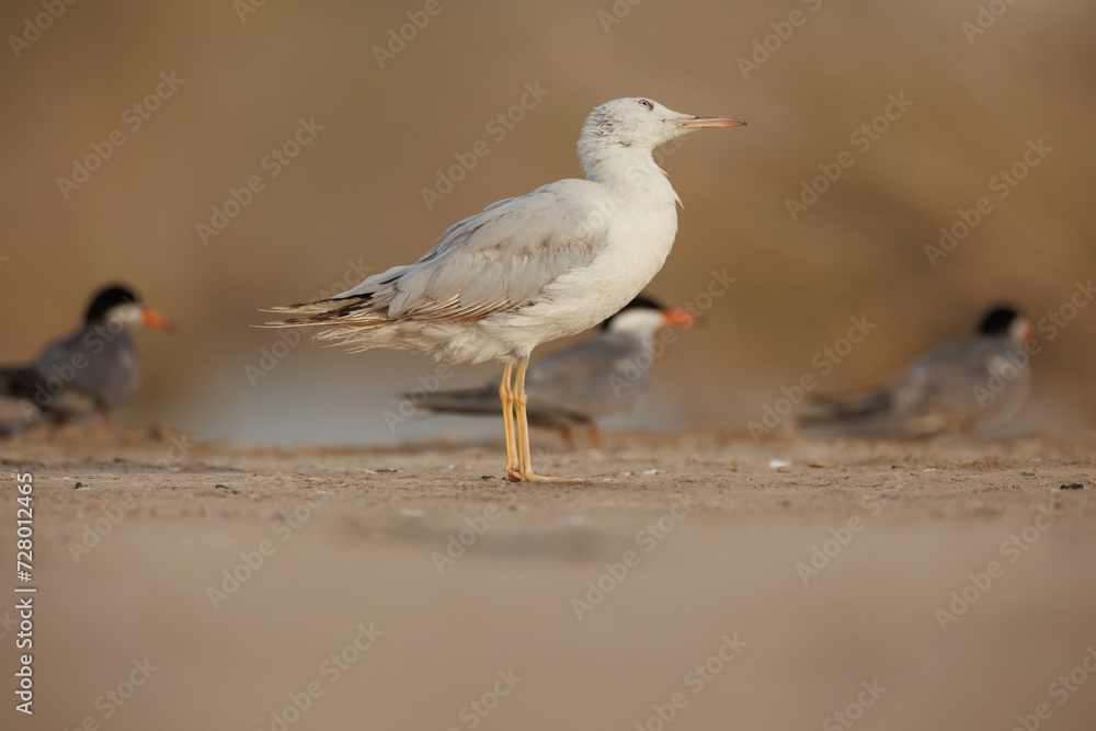 slender-billed gull perched on the ground against smooth background slender-billed gull perched on the ground against smooth background