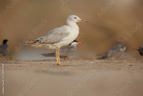 slender-billed gull perched on the ground against smooth background photo