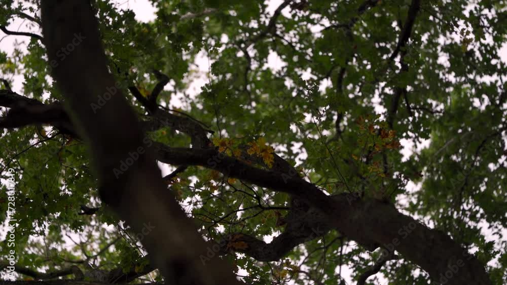 A branch with yellow leaves surrounded by green leaves moving in the wind A branch with yellow leaves surrounded by green leaves moving in the wind