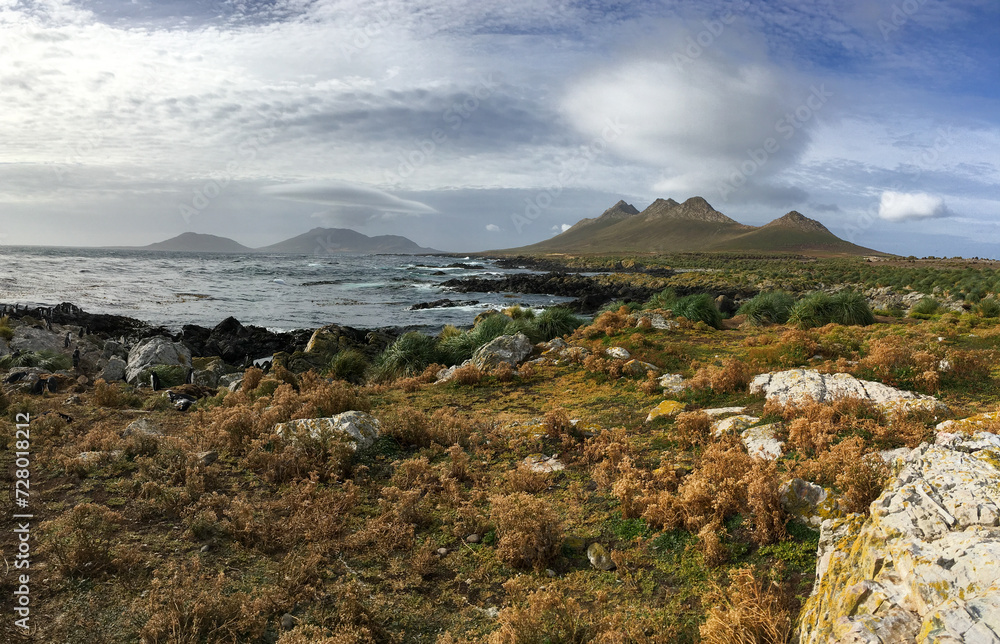 Panorama of shoreline at Saunders Island in the Falkland Islands showing penguins in the background