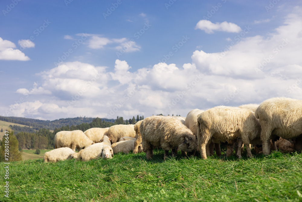 Sheeps in a meadow on green grass. Flock of sheep grazing in a hill. European mountains traditional shepherding in high-altitude fields. Farming outdoor. Sheeps in a meadow on green grass. Flock of sheep grazing in a hill. European mountains traditional shepherding in high-altitude fields. Farming outdoor.