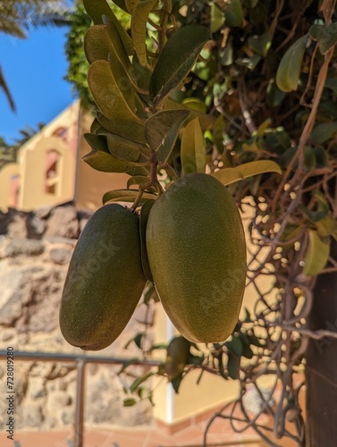 Mango Fuerteventura 
