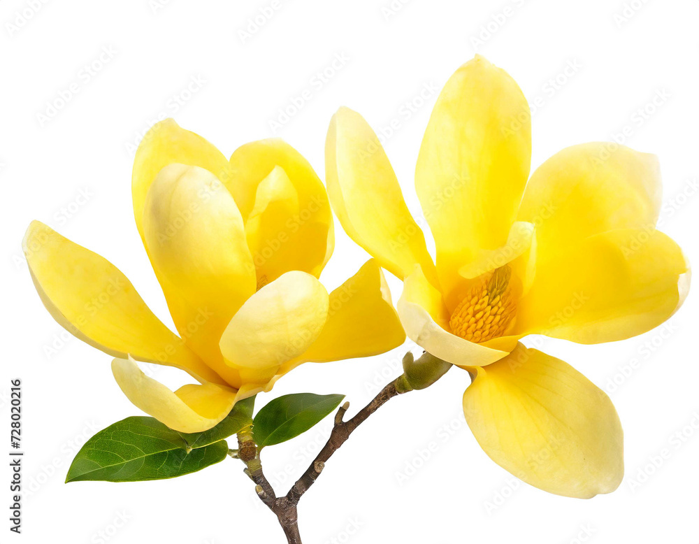 Fototapeta premium Gelbe Magnolien isoliert auf weißen Hintergrund, Freisteller