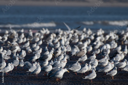 Flock of different species of gulls at Akshi Beach ,Alibag, Maharashtra, India photo