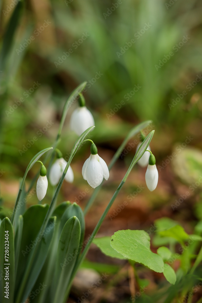 Fototapeta premium Snowdrops in the garden