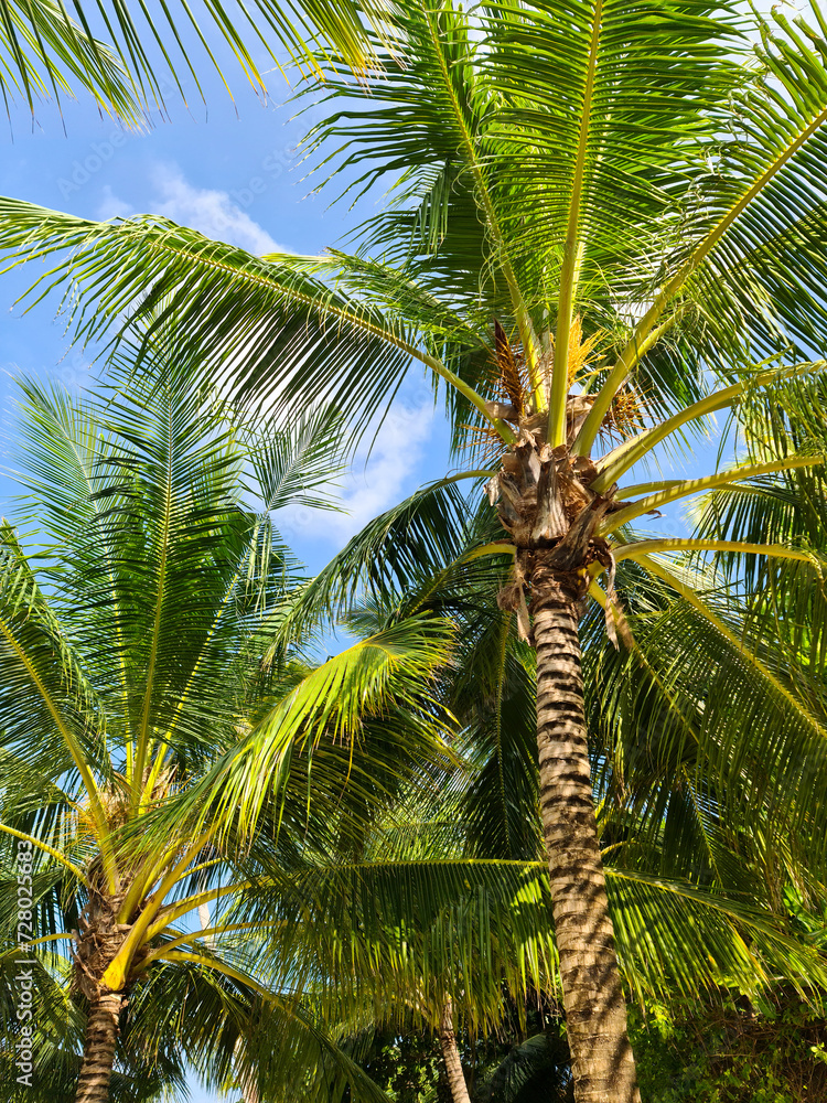 Fototapeta premium Tropical palm trees against the deep blue sky of the Maldives.