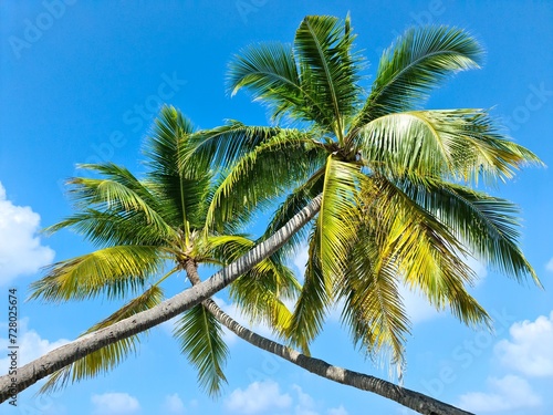 Tropical palm trees against the deep blue sky of the Maldives.
