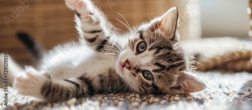 Adorably Naughty Baby Cat Playing Playfully at Home