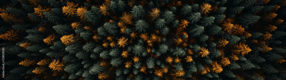 panoramic view of the forest from above panoramic view of the forest from above