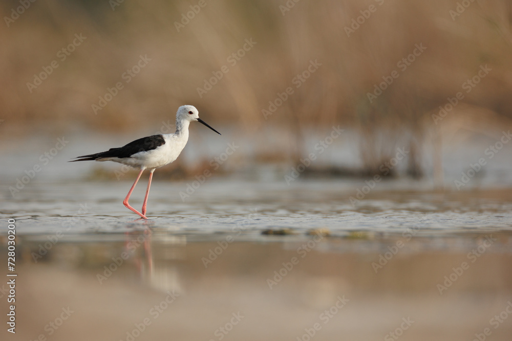 Black winged stilt isolated against blur background Black winged stilt isolated against blur background